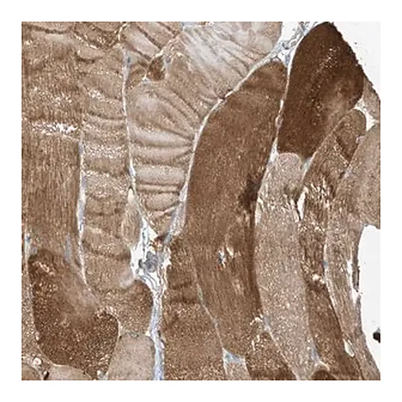 Merck Anti-ZNF846 antibody produced in rabbit