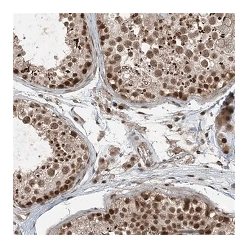 Merck Anti-TRAPPC12 antibody produced in rabbit
