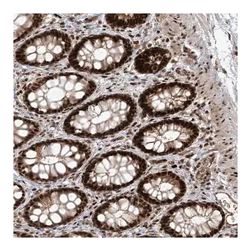 Merck Anti-ARHGEF3 antibody produced in rabbit