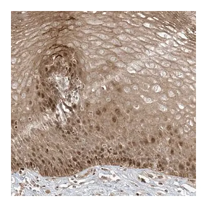 Merck Anti-TTC22 antibody produced in rabbit