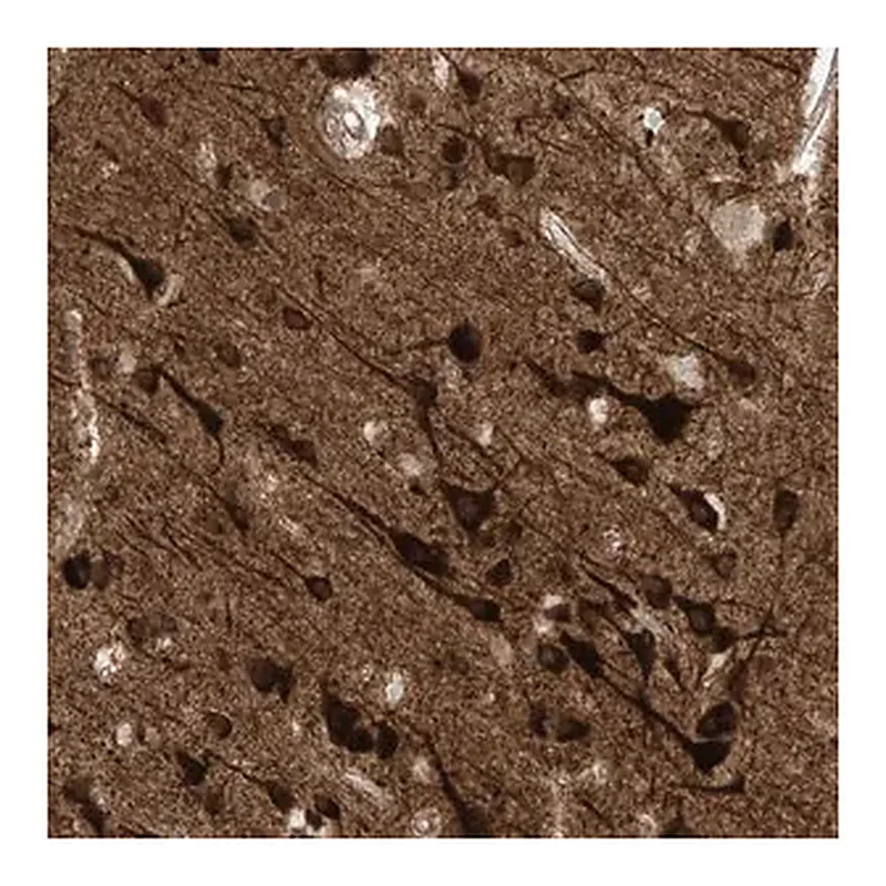 Merck Anti-HS6ST2 antibody produced in rabbit