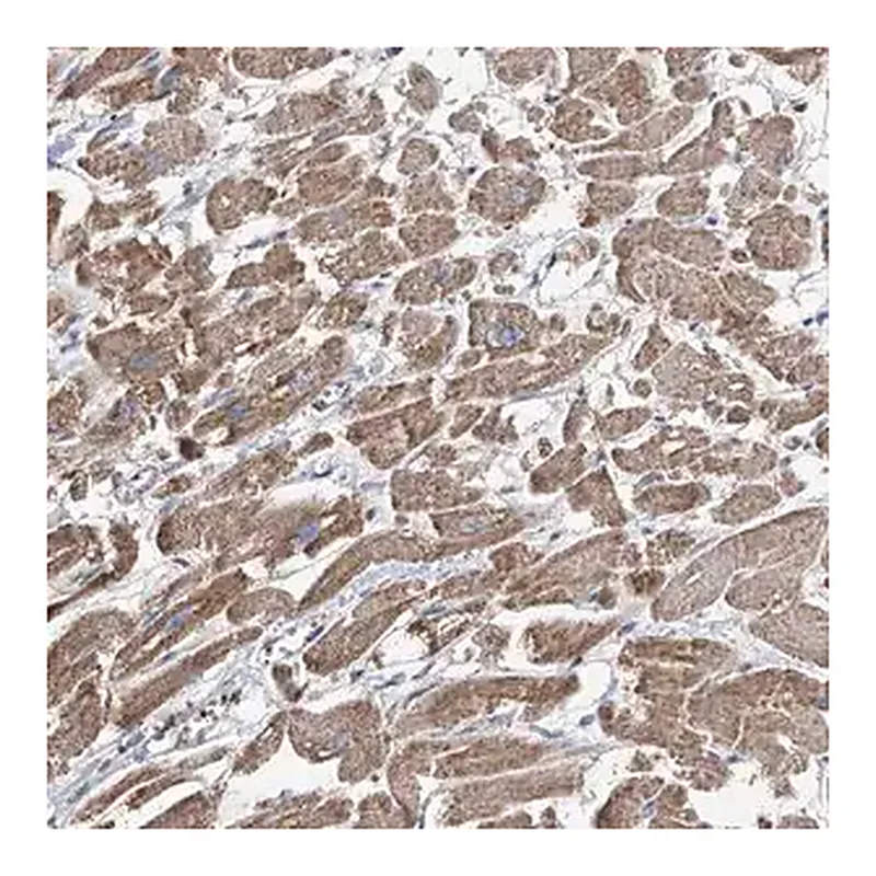 Merck Anti-COMMD1 antibody produced in rabbit