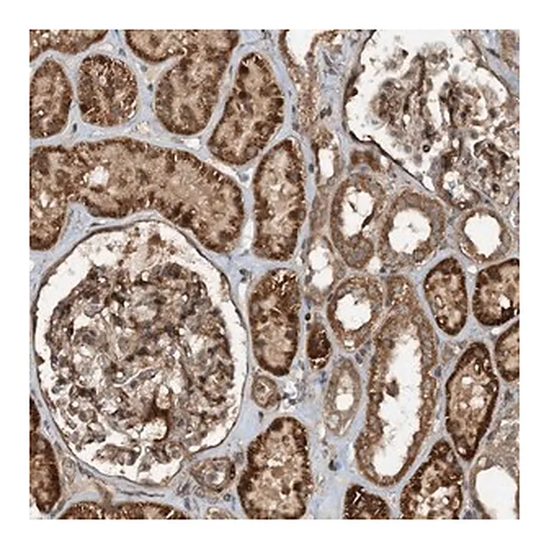 Merck Anti-HEMK1 antibody produced in rabbit