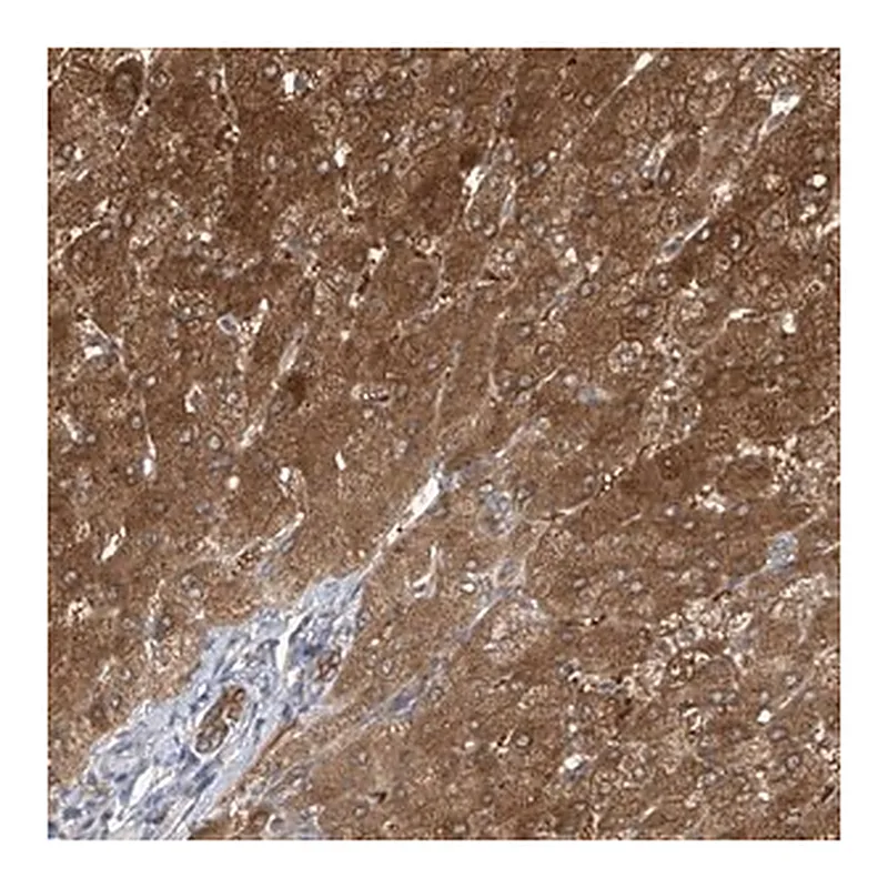 Merck Anti-APLF antibody produced in rabbit