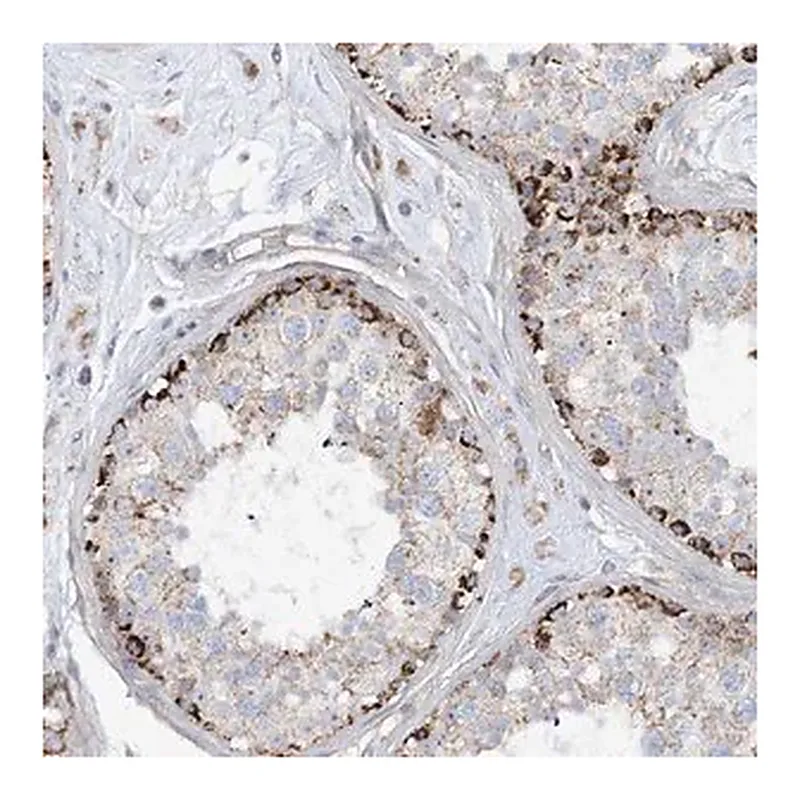 Merck Anti-PHOSPHO2 antibody produced in rabbit