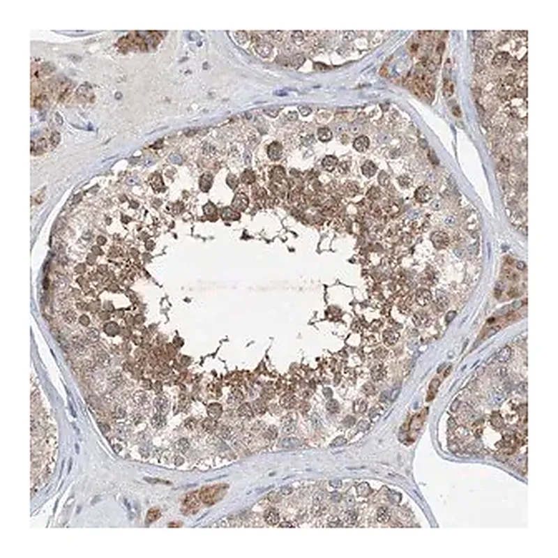 Merck Anti-DHX30 antibody produced in rabbit