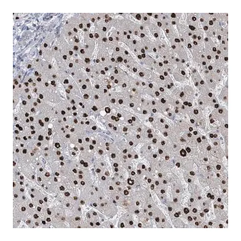 Merck Anti-TFPT antibody produced in rabbit