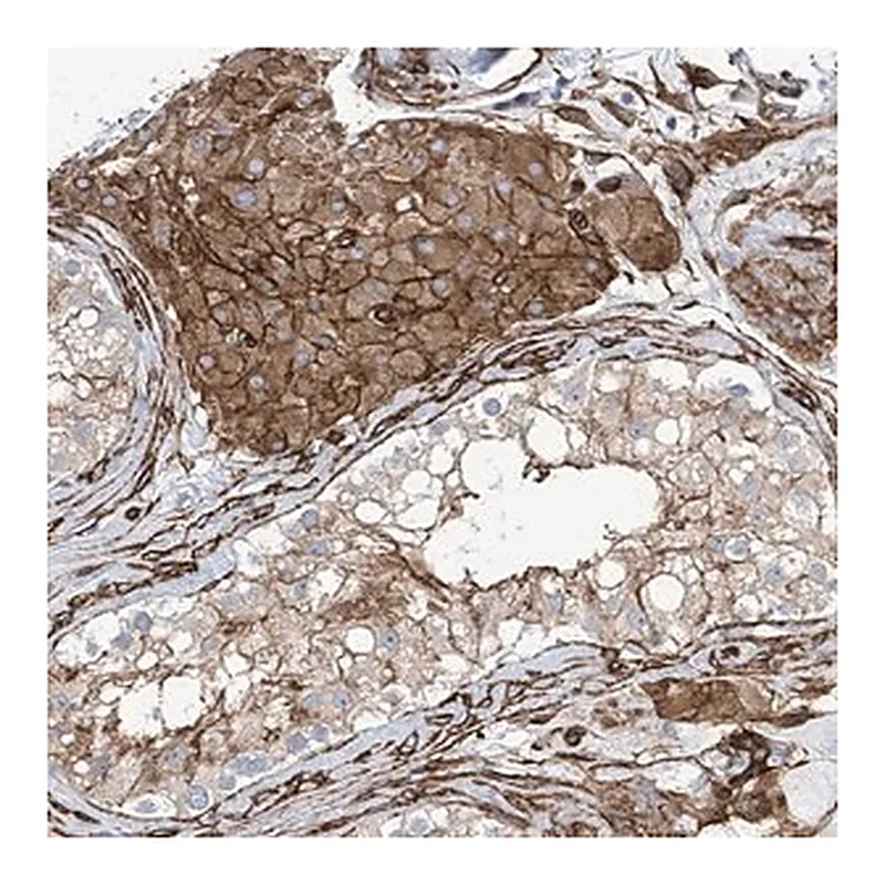 Merck Anti-UBTD1 antibody produced in rabbit
