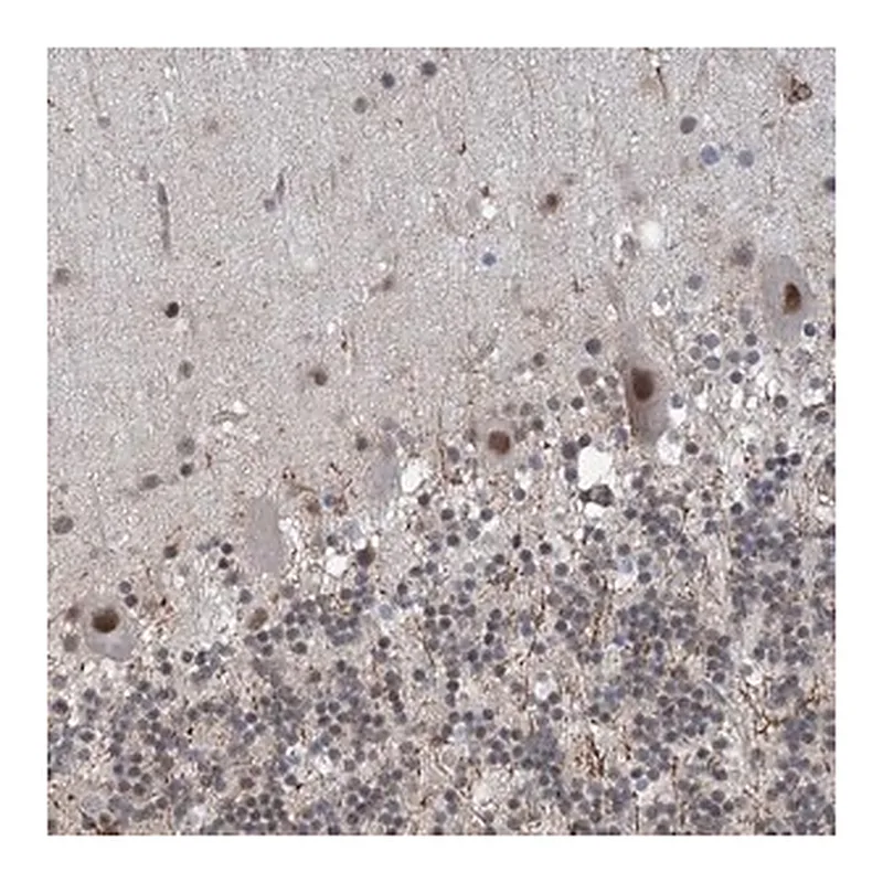 Merck Anti-ZNF8 antibody produced in rabbit