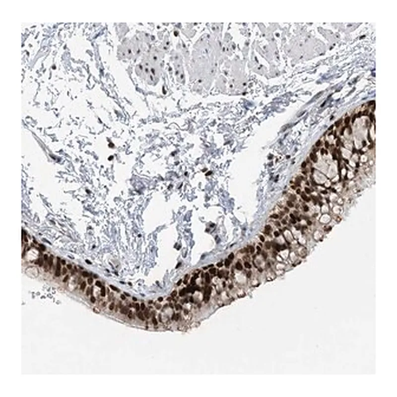 Merck Anti-SLC25A53 antibody produced in rabbit