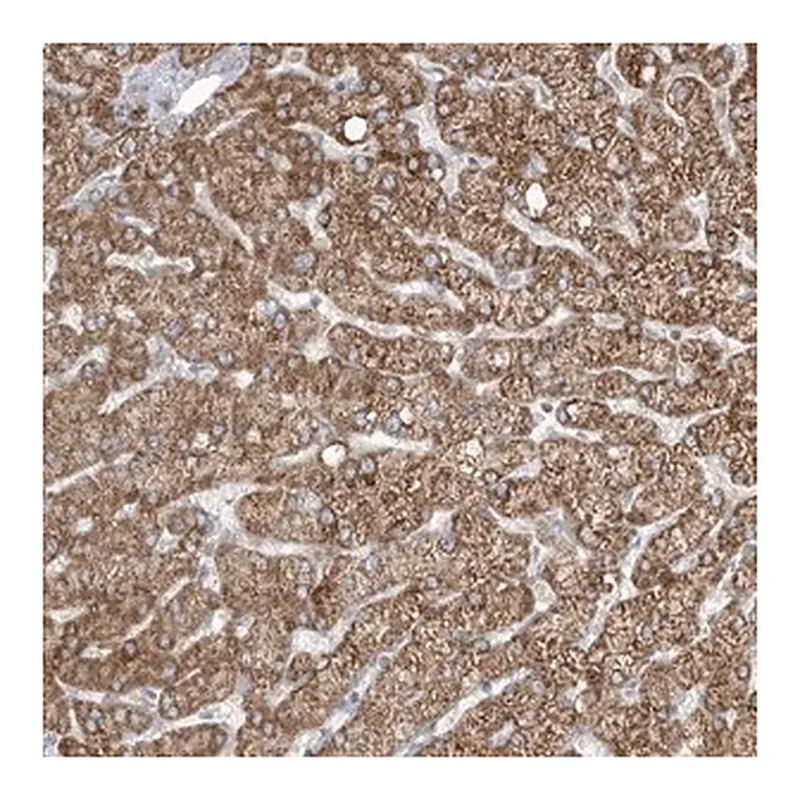 Merck Anti-ADAMTSL3 antibody produced in rabbit