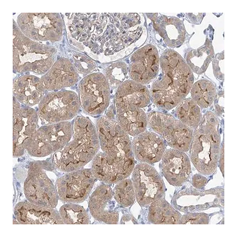 Merck Anti-SLC6A12 antibody produced in rabbit