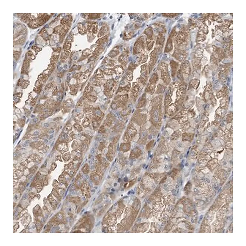 Merck Anti-LDAH antibody produced in rabbit