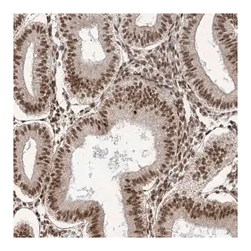 Merck Anti-ARGLU1 antibody produced in rabbit