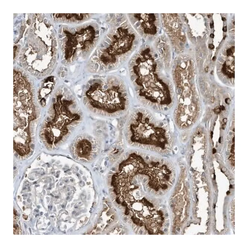 Merck Anti-DZIP3 antibody produced in rabbit