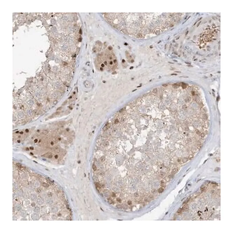 Merck Anti-ZCWPW2 antibody produced in rabbit