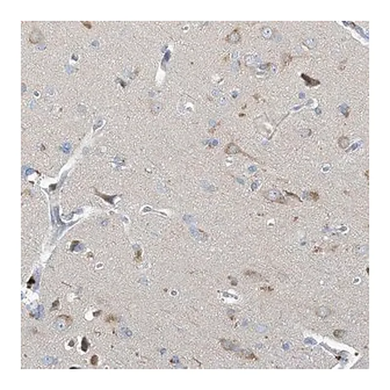 Merck Anti-PRSS12 antibody produced in rabbit