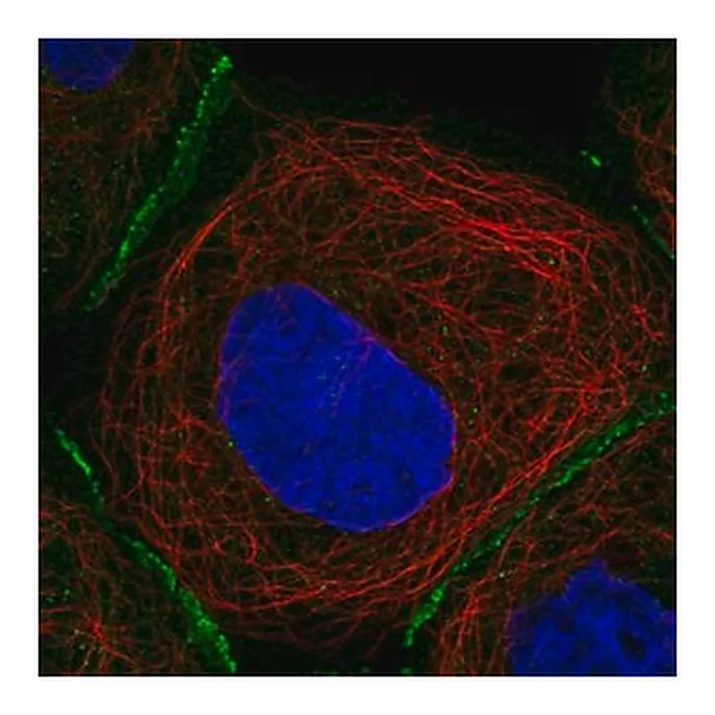 Merck Anti-FBLN7 antibody produced in rabbit