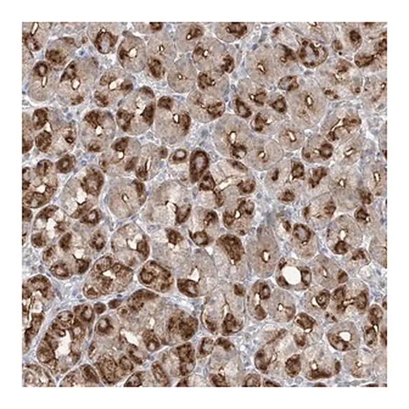 Merck Anti-ABTB1 antibody produced in rabbit