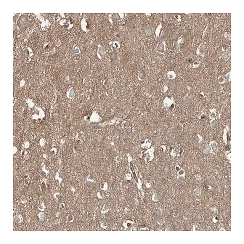 Merck Anti-EPHX4 antibody produced in rabbit