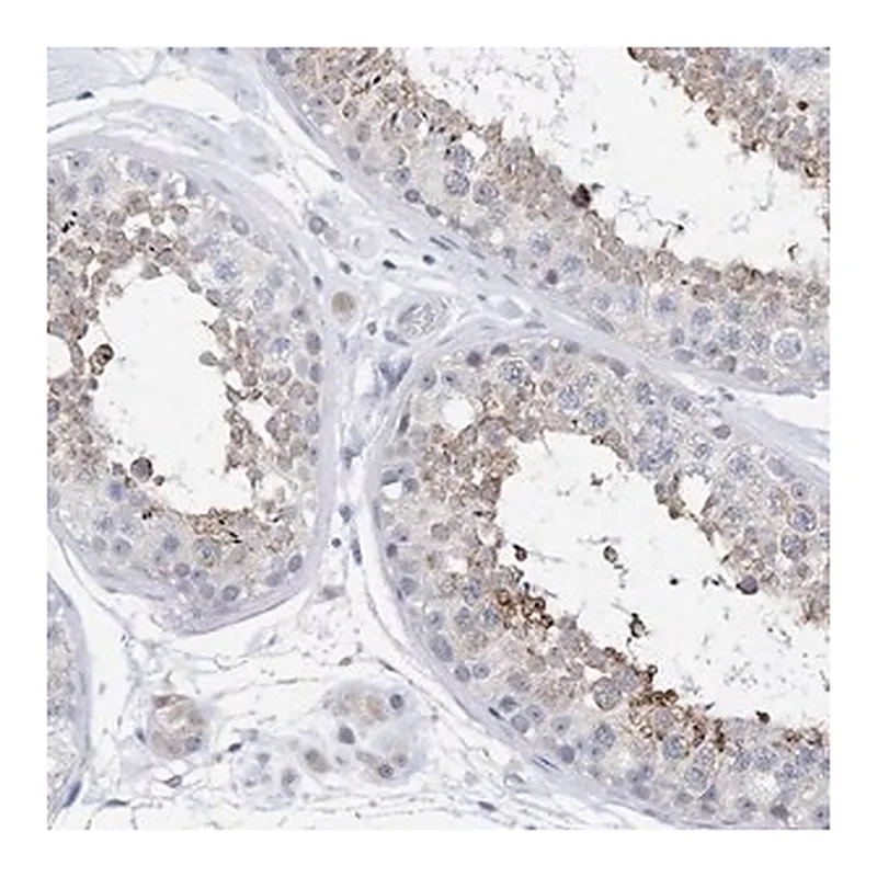 Merck Anti-PLK4 antibody produced in rabbit