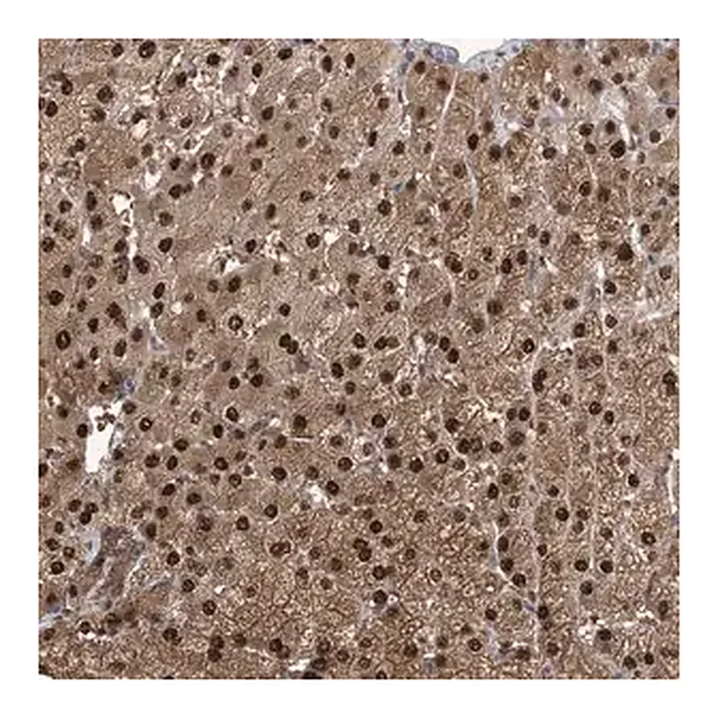 Merck Anti-HIKESHI antibody produced in rabbit