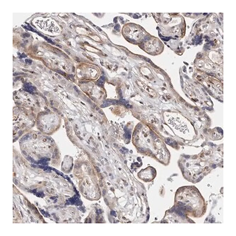 Merck Anti-TIMM17B antibody produced in rabbit