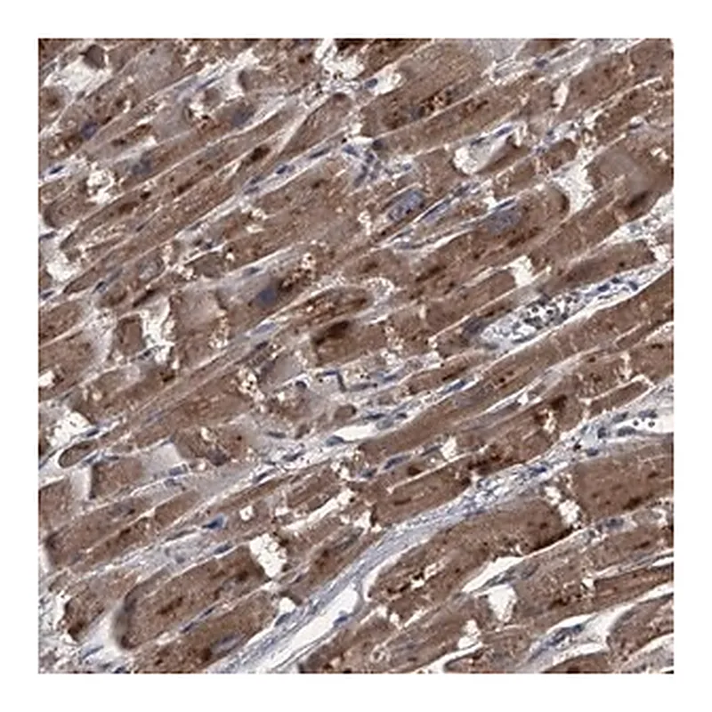 Merck Anti-MAPKAP1 antibody produced in rabbit
