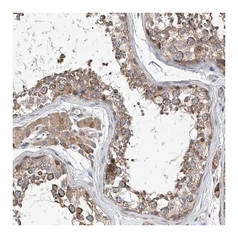 Merck Anti-CEP85L antibody produced in rabbit