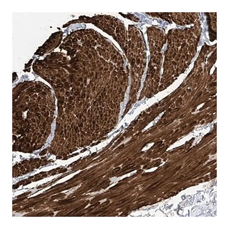 Merck Anti-GLMP antibody produced in rabbit