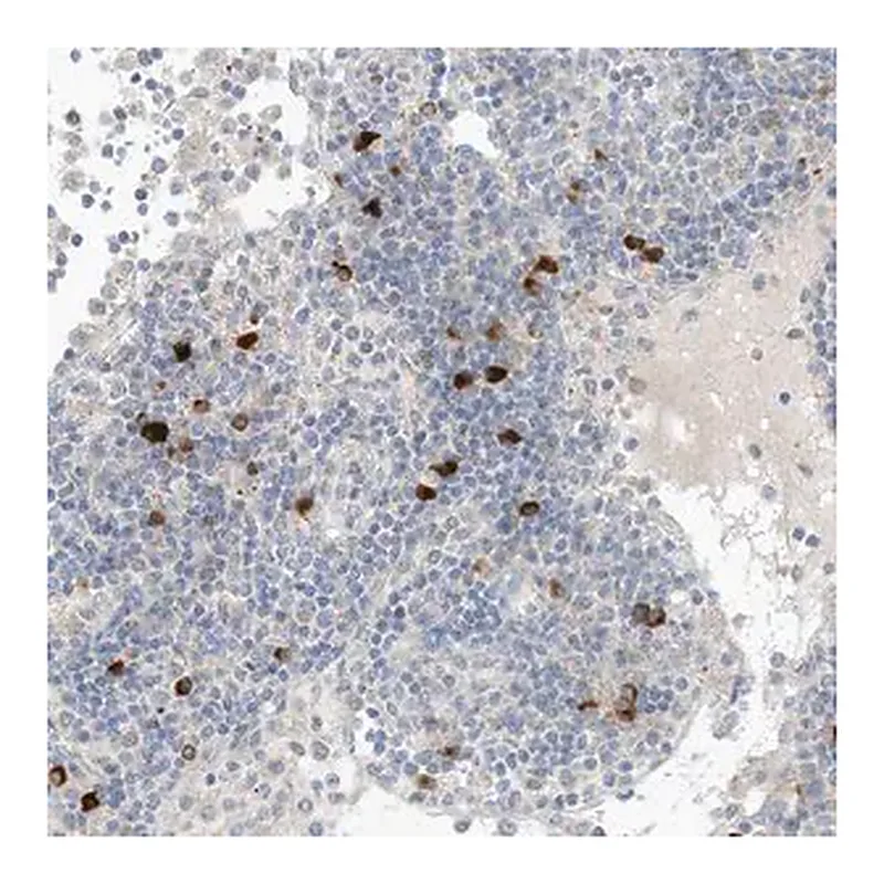 Merck Anti-CHMP2B antibody produced in rabbit