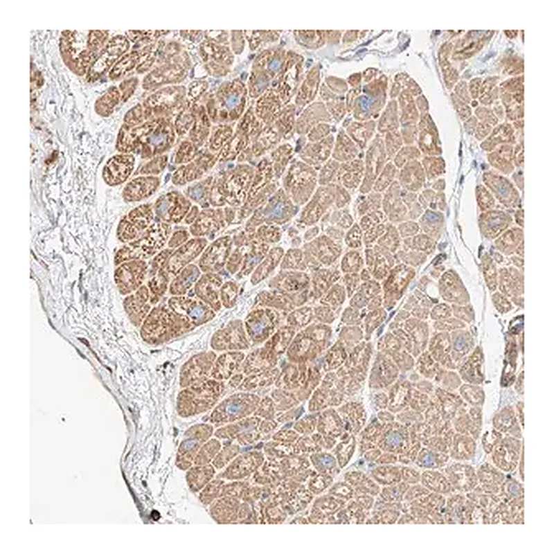 Merck Anti-WFS1 antibody produced in rabbit