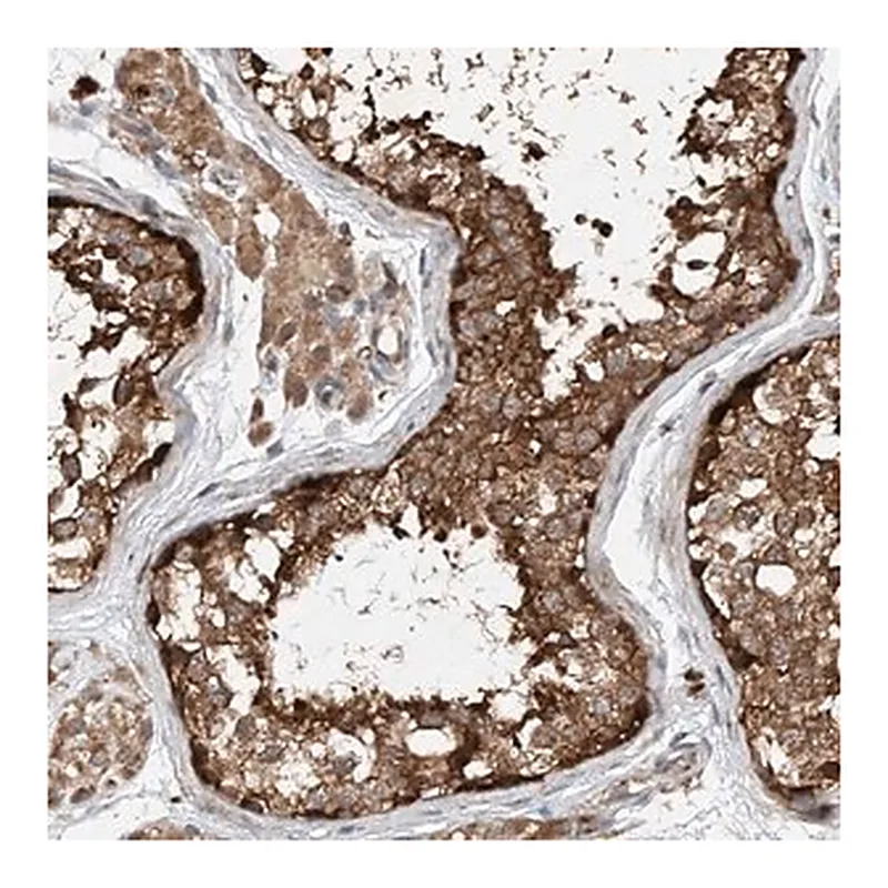 Merck Anti-CEP85L antibody produced in rabbit
