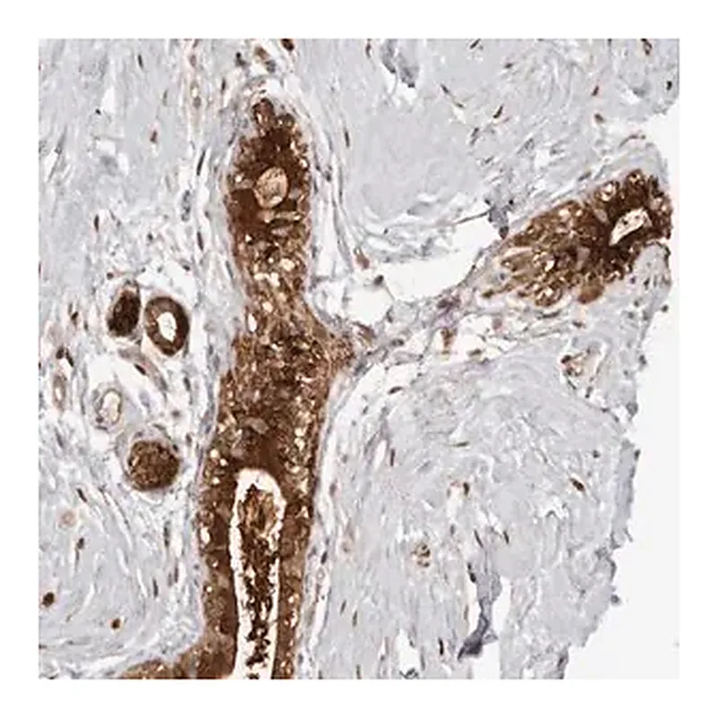 Merck Anti-GFOD1 antibody produced in rabbit