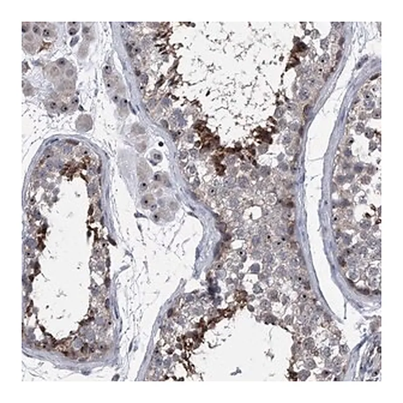 Merck Anti-CEP85L antibody produced in rabbit