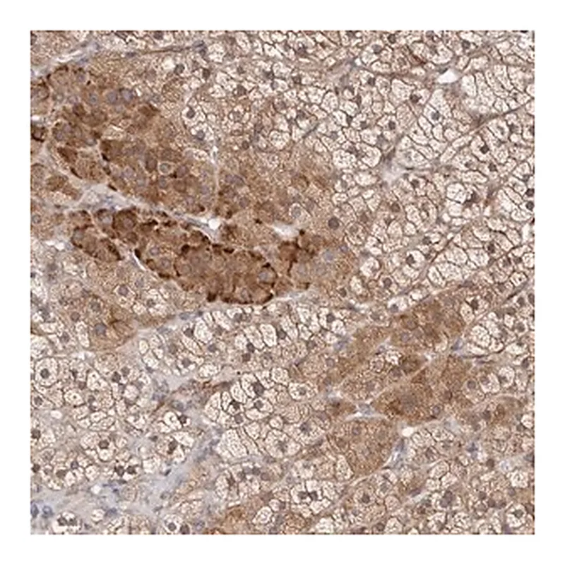 Merck Anti-KLHL4 antibody produced in rabbit