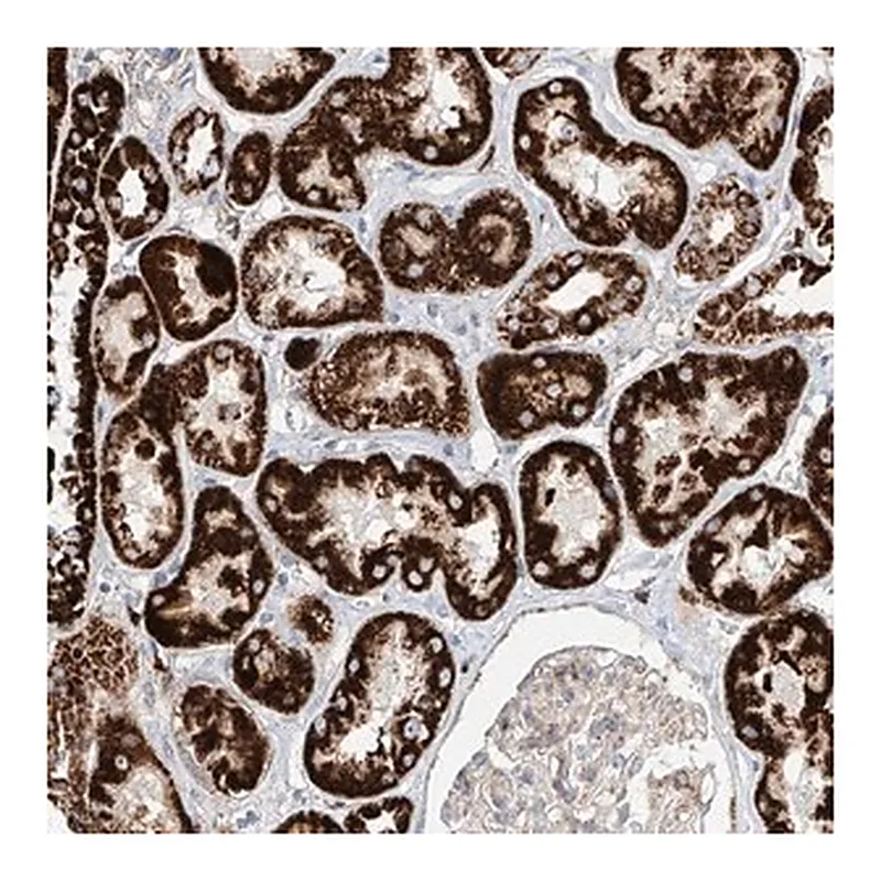 Merck Anti-CST9 antibody produced in rabbit