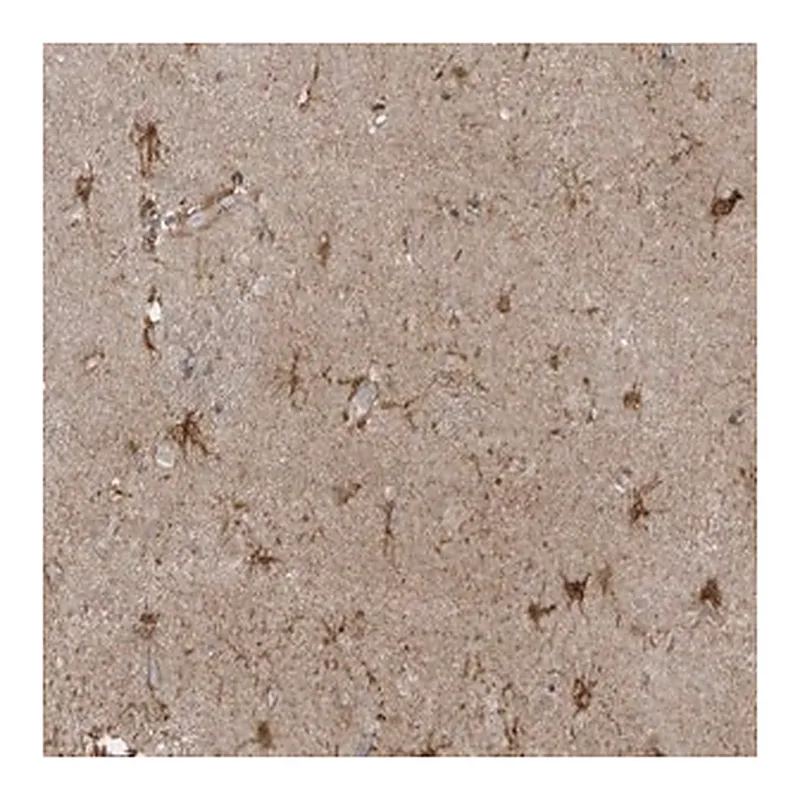 Merck Anti-ZNF263 antibody produced in rabbit