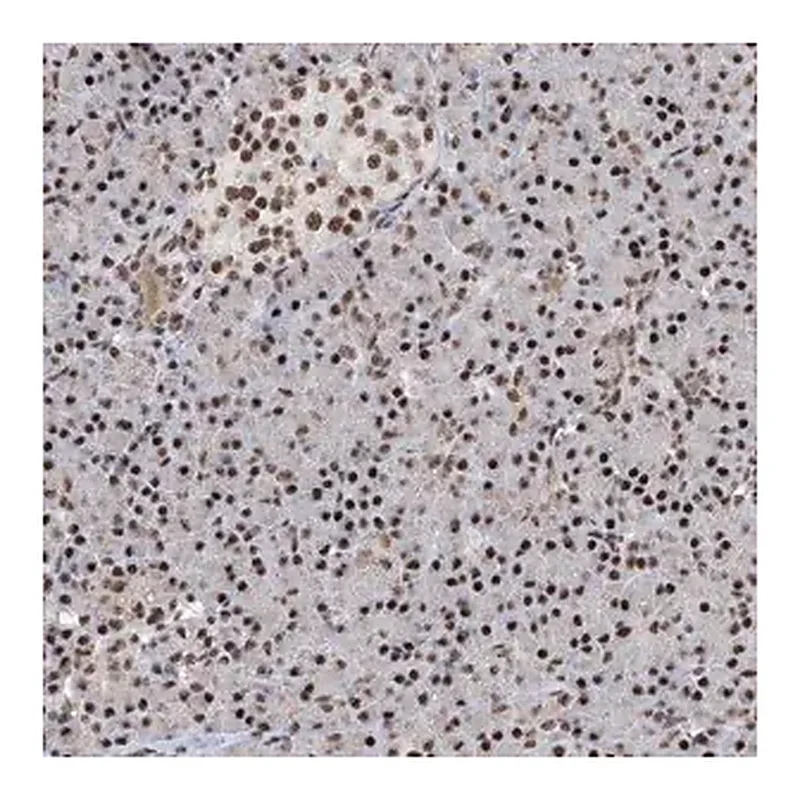 Merck Anti-FBXL4 antibody produced in rabbit