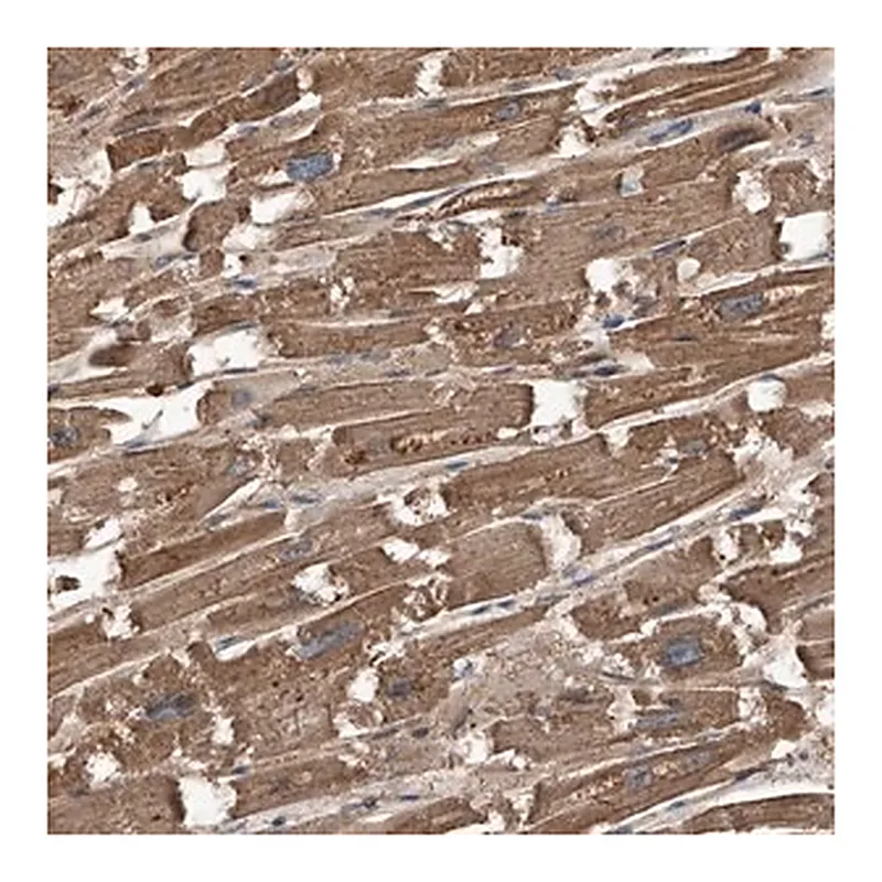 Merck Anti-KCNJ2 antibody produced in rabbit
