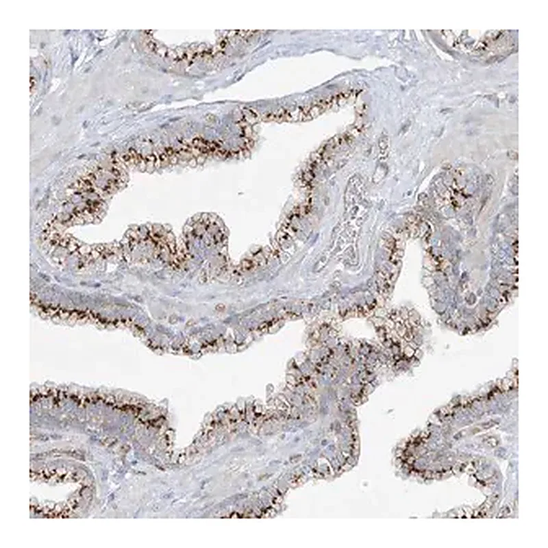 Merck Anti-VAMP5 antibody produced in rabbit
