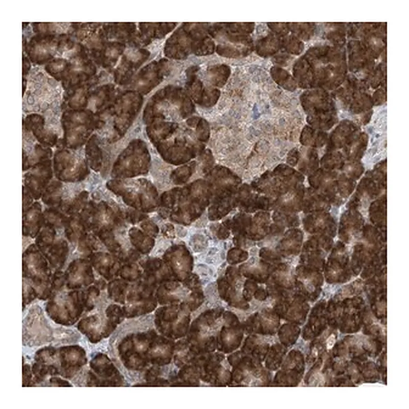 Merck Anti-RPL34 antibody produced in rabbit