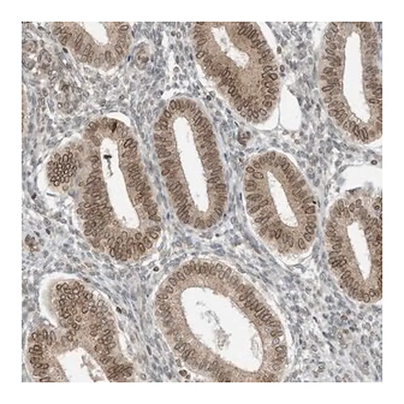 Merck Anti-RABL3 antibody produced in rabbit