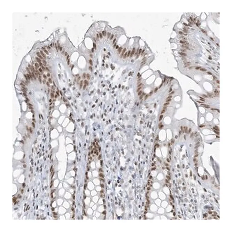 Merck Anti-ZNF787 antibody produced in rabbit