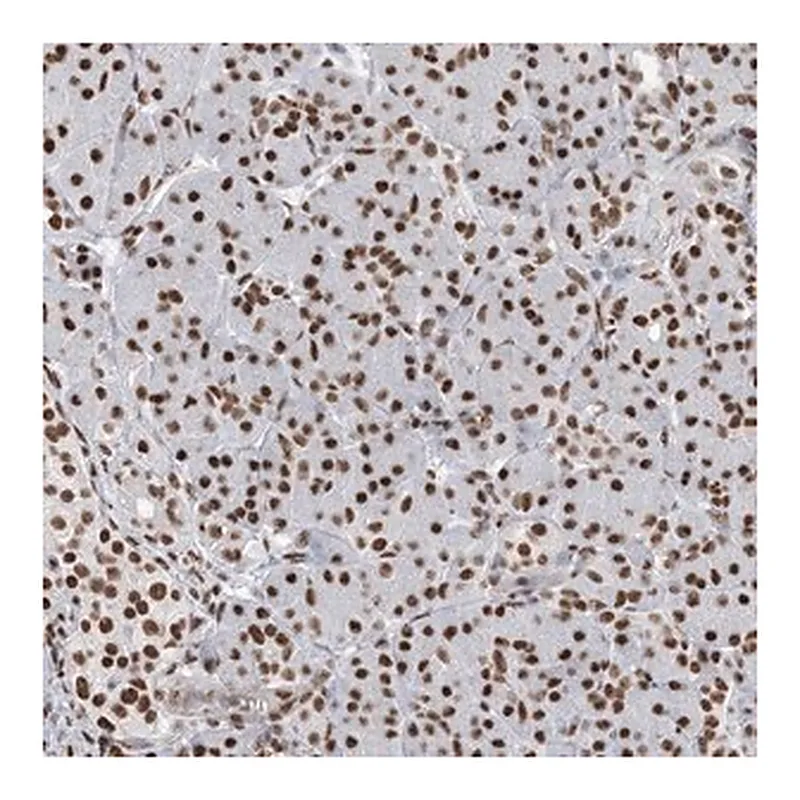 Merck Anti-ZNF792 antibody produced in rabbit