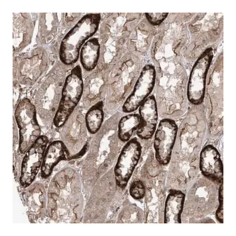 Merck Anti-LRRC74A antibody produced in rabbit