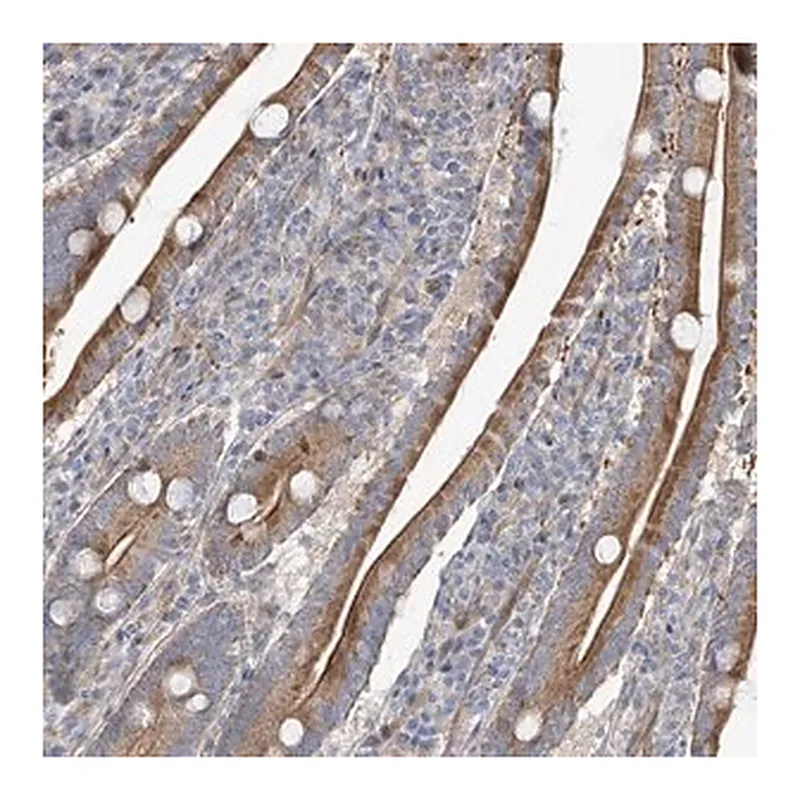 Merck Anti-ZNF641 antibody produced in rabbit