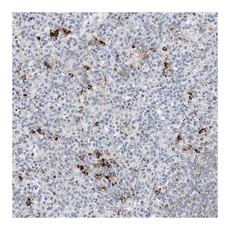 Merck Anti-DPH3 antibody produced in rabbit