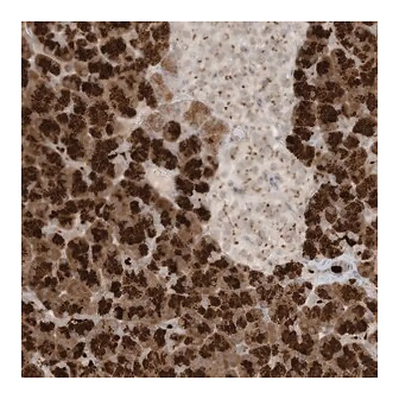 Merck Anti-C21orf58 antibody produced in rabbit