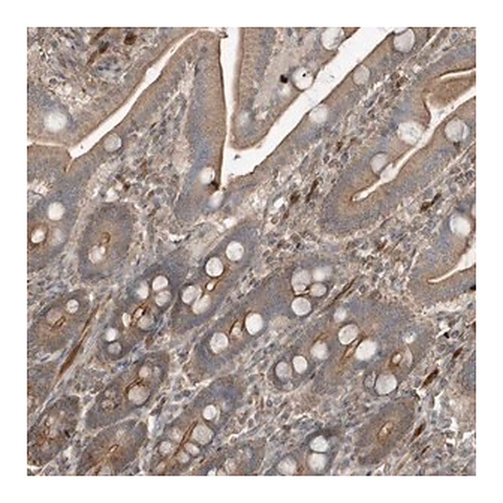 Merck Anti-PRRT3 antibody produced in rabbit
